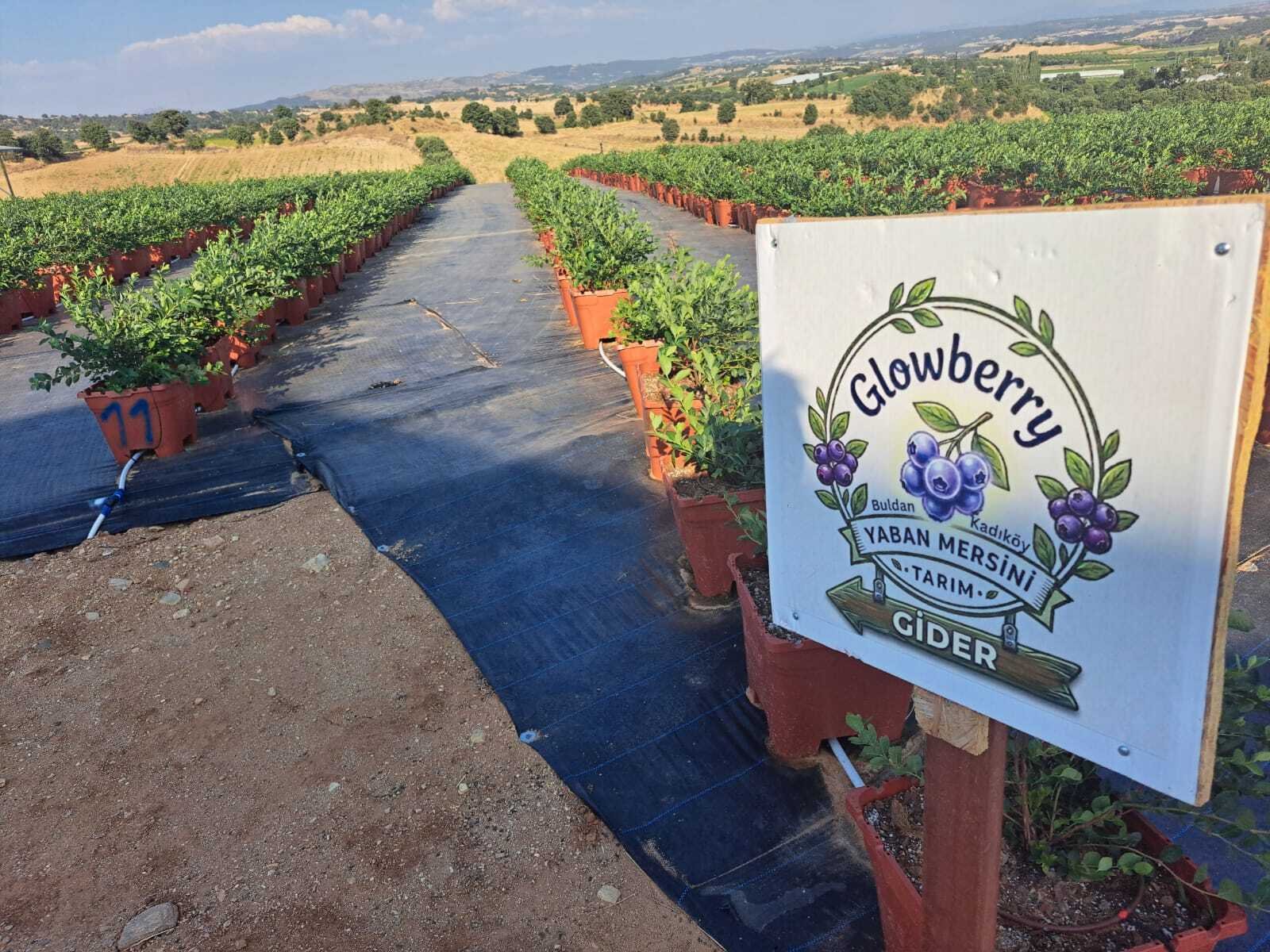 Sepetlerde taze, buğulu yaban mersinleri